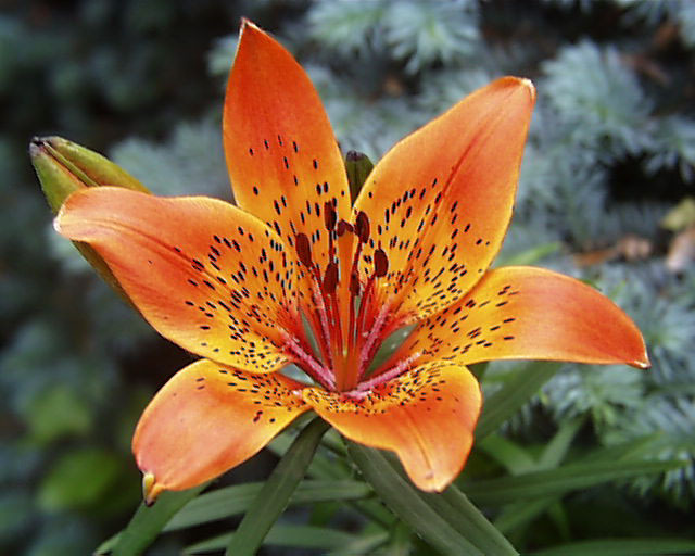 Lilium